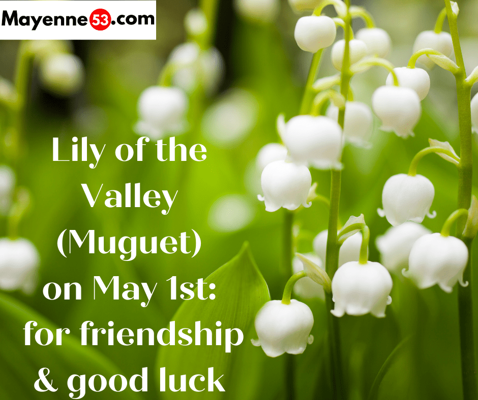 the French give lily of the valley
